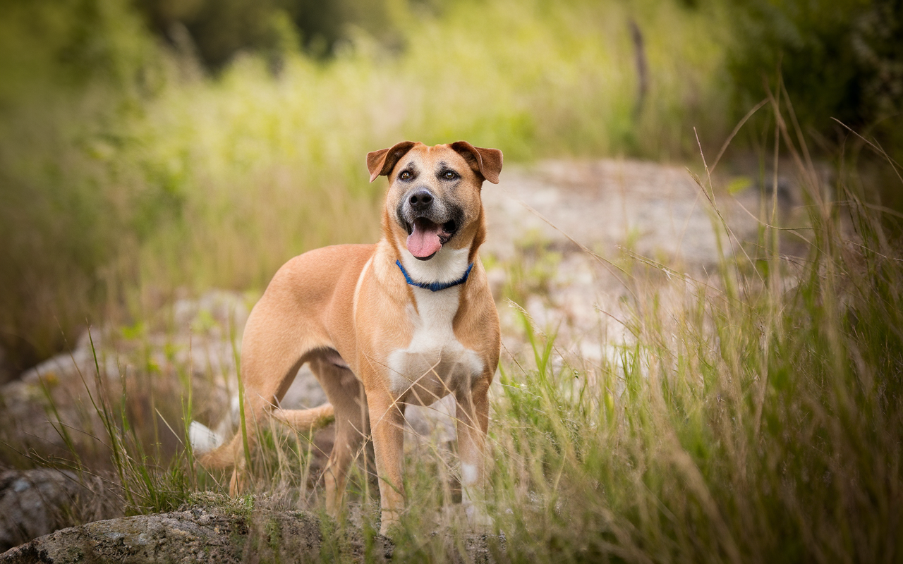 Chien au soleil : éviter la déshydratation pour un été en pleine forme !